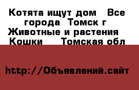 Котята ищут дом - Все города, Томск г. Животные и растения » Кошки   . Томская обл.